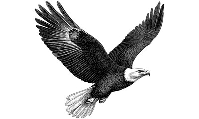 Retro Eagle Soaring Engraving, Vintage Ornithology Etching, Monochrome Bird of Prey Line Art, Antique Wildlife Print, Rustic Nature Illustration, detailed fauna drawing, trendy vintage animal art,