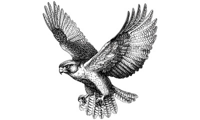 Retro Bird of Prey Etching, Falcon Catching Prey Illustration, Vintage Wildlife Print, Monochrome Rustic Drawing, Detailed Nature Art, Antique Animal Sketch, trendy fauna design