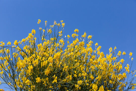 Fleurs jaunes d'un arbuste de gen&ecirc;t au soleil en premier plan et ciel bleu lumineux en arri&egrave;re plan