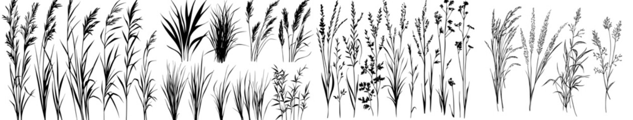 A collection of hand-drawn grass images features individual tufts and dense lawns, all depicted as black silhouettes against a white background, created using illustration brushes