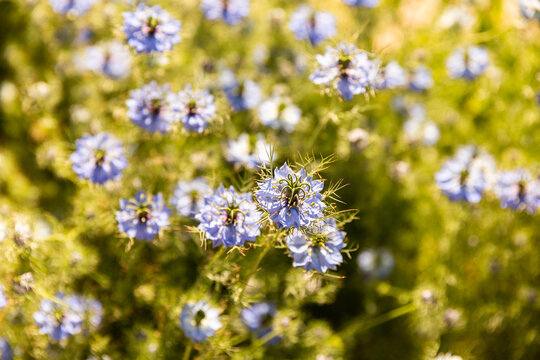 Champ de fleurs sauvages bleu clair au soleil plein cadre