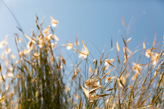 Plantes et herbes sauvages s&egrave;ches au soleil avec des reflets dor&eacute;s au premier plan et ciel bleu lumineux en arri&egrave;re plan dans une ambiance douce