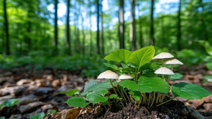 Small mushrooms in forest floor