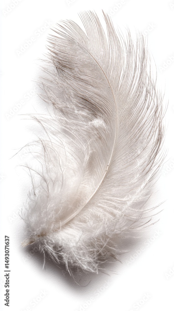 Poster elegant close up studio shot of a single white feather on a white background showing delicate textur