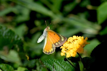 butterfly on flower