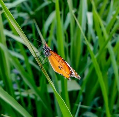butterfly on a green leaf