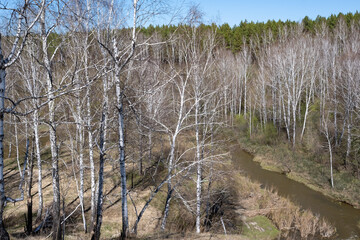 A forest landscape with a river in late spring in Siberia