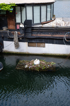 un cygne couve ses oeufs dans son nid sur la Seine dans Paris en France