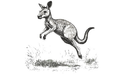 Rustic Kangaroo Engraving, Monochrome Australian Fauna Etching, Detailed Wildlife Line Art, Hand-drawn Safari Illustration, Vintage Animal Sketch, old engraving style, trendy nature art