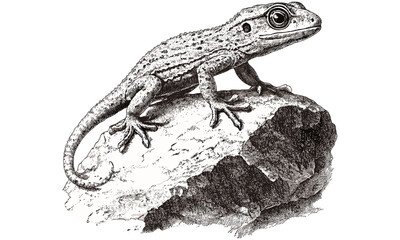 Vintage reptile line art, rustic gecko engraving on rock, monochrome animal sketch, detailed wildlife etching, old engraving style, trendy nature illustration, home decor art, classic linework