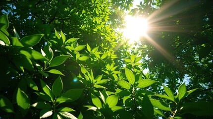 Lush green tree leaves shining in bright sunlight creating a vibrant scene