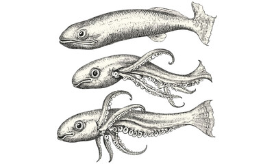 Vintage ocean animal line drawing, hand-drawn squid swimming, rustic sea life sketch, monochrome marine creature art, old engraving style print, trendy nautical design