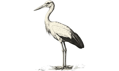 Vintage Bird Drawing, Stork Standing Still, Hand-drawn Illustration in Old Engraving Style, Black Sketch Effect, Rustic Animal Print, Antique Wildlife Engraving, Nature Wall Decor