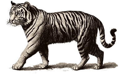 Hand-drawn Tiger Walking Side View, Vintage Old Engraving Style, Black Sketch Effect, Antique Animal Print, Wild Cat Illustration, Safari Wall Decor, Trendy Wildlife Art, Nature Sketch