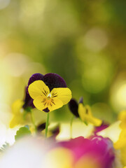 Kleine Blüten von Stiefmütterchen im Mai, Gegenlicht soft Fokus