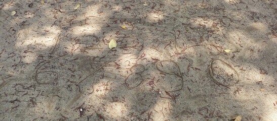Intricate Winding Trails on Textured Sandy Ground