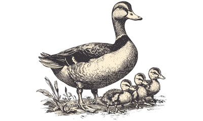 Hand-drawn Duck with Chicks, Vintage Etching Style Bird Family, Monochrome Wildlife Sketch, Antique Animal Art for Farmhouse Decor, Rustic Engraving, Black and White Drawing