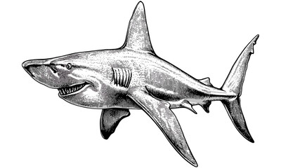 Vintage Hammerhead Shark Illustration, Hand-drawn Ocean Predator, Monochrome Nautical Art, Antique Sea Life Sketch, Old Engraving Style, Marine Wildlife Drawing, Coastal Decor