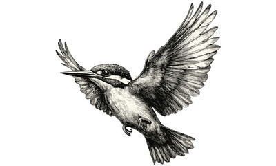 Trendy Vintage Bird Etching, Kingfisher Mid-Dive Sketch, Monochrome Ornithology Print, Hand-drawn Wildlife Art, Retro Style Nature Illustration, Old Engraving Black Sketch