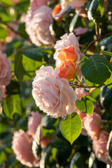 Flowering bush of David Austin roses.