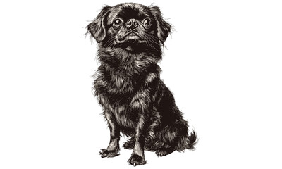Trendy monochrome illustration of Pekingese dog sitting proudly, hand-drawn antique pet art, vintage style animal sketch, black sketch, old engraving style, unique domestic dog portrait