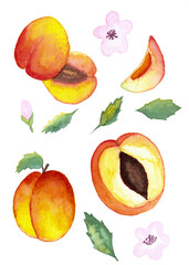watercolor hand painted illustration of whole and halved apricots on white background with leaves and flowers