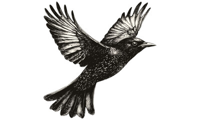 Obraz premium Vintage Starling Illustration in Flight, Hand-drawn Bird, Monochrome Wildlife Etching, Retro Ornithology Art, Black Sketch, Old Engraving Style, Wall Decor, Nature Drawing