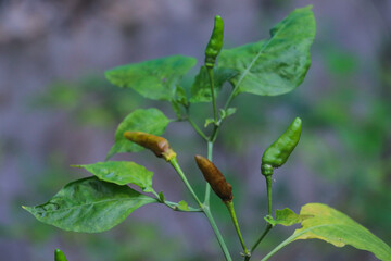 Unripe and Wilting Chili Peppers Growing on Lush Green Plant