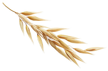 Fototapeta na wymiar oat plant
