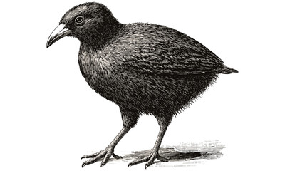 Retro Vintage Kiwi Bird Engraving, Hand-drawn Monochrome Illustration, Antique Flightless Bird Sketch, Rustic Wildlife Print, Endangered Species Art, trendy nature wall decor,