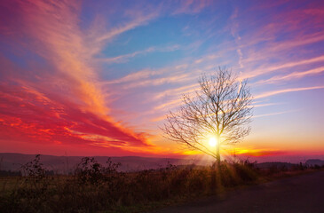 Colorful sunset scene featuring a solitary tree in the foreground in spring