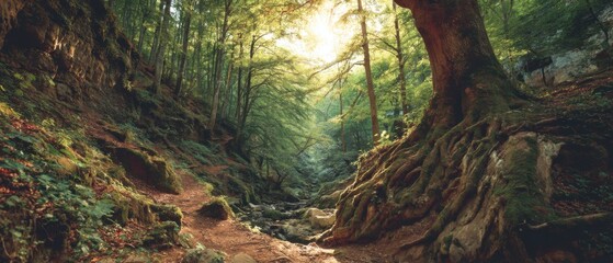 Scenic view of sunlight filtering through lush green forest canopy with winding path and exposed tree roots