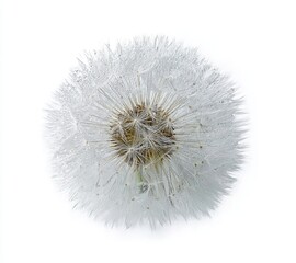 Fototapeta premium Dandelion, top view, isolated on a white background, high-resolution photography, realistic, minimalist, stock photo, professional color grading, clean, sharp focus, hyperrealistic rendering 
