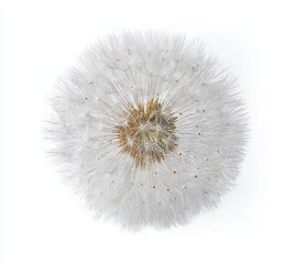 Dandelion, top view, isolated on a white background, high-resolution photography, realistic, minimalist, stock photo, professional color grading, clean, sharp focus, hyperrealistic rendering 