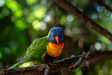 rainbow lorikeet on a branch