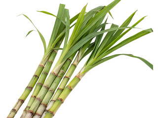 Fototapeta premium Fresh Sugar Cane Stalks with Green Leaves Isolated on transparent background cutout, PNG file, Cutout file