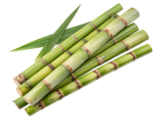 Obraz premium Fresh Sugar Cane Stalks with Green Leaves Isolated on transparent background cutout, PNG file, Cutout file