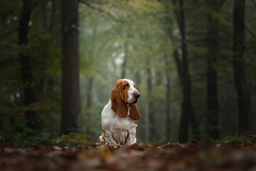 Basset hound resting in a serene forest during autumn with muted colors and fallen leaves on the...