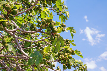 Branches of fig tree with green leaves and fruit  against blue sky on sunny day