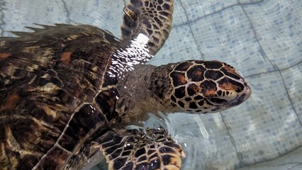 Closeup of patterned sea turtle head in rehabilitation centre in Denpasar Bali Indonesia