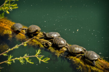 six turtles on log