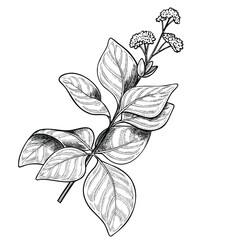 Vector illustration of Oregano in outline style. Linear engraving of aromatic plant painted by black inks. Drawing of Marjoram for cooking book or organic menu. Etching of kitchen herb.