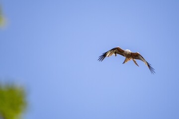 red kite in flight against blue sky