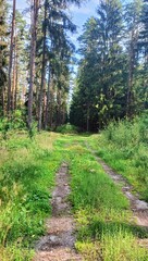 Wood road
