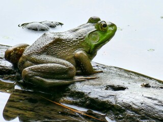 frog in the pond