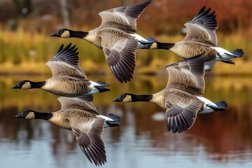 Geese flying in a V formation over a tranquil lake at sunset creating a serene natural landscape