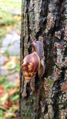 The photo shows a close-up of a large snail, likely a Giant African Snail (Achatina fulica), crawling on the bark of a tree. The snail has a prominent, spiraled shell with a pattern of light brown and