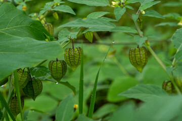 Green Cape Gooseberry grows wild