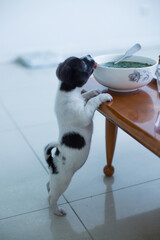 Cute hungry puppy is trying to lick green soup bowl. Da Nang, Vietnam