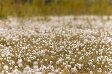 Vast, dense population of cotton grass (Eriophorum) in peak reproductive stage, forming a striking white carpet across a peatland ecosystem, likely a raised bog. Cotton grass landscape.